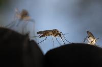 Two Cases Were Enough for South Carolina to Declare a West Nile Outbreak While Arizona Reports 73 This Year
