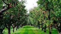 Michigan Apple Growers Expect Over 25 Million Bushels. A Full Harvest Can Still Add Nothing to a Farmer’s Social Security Record