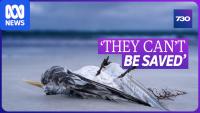The threat to Australian native birds from bird flu