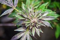 Cannabis tax increase relief comes after summer increase