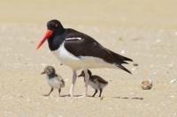 Promising recovery for beach-nesting birds