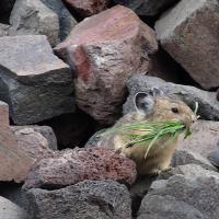 Montana Climate Matters: The plight of the adorable pika