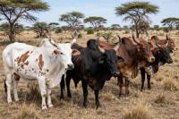 Walking with the Herd – Why Africa Must Rethink Its Oldest Economy
