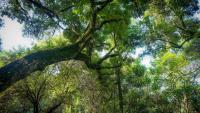 Canada's Quebec Town Becomes First Municipality To Grant Trees ‘Fundamental Rights’ In Bold Green Move