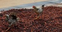 Ghana’s cocoa farmers push back against new law on land use