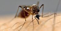 Japanese encephalitis kills five people in Jhapa in last four months