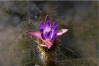 Seoul Botanic Park exhibition features rare water lilies, lotus flowers