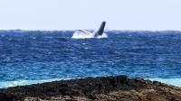 Magnificent Ocean Travelers Migrate through Samoa’s Warm Waters