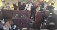 60 cats rescued from abandoned boat anchored off Washington state