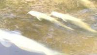 Low Oxygen Suspected in Massive Belize River Fish Kill