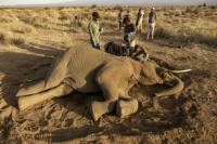 'How many will die?': the mysterious ailment killing Kenyan e