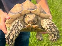 Two-week tortoise trek ends with happy reunion near Oak Hammock Marsh