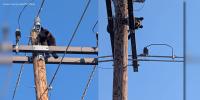 Custer County deputies, Colorado Parks and Wildlife rescue young bear found on top of power pole