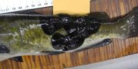 Scientists Saw Strange Spots on Local Fish. The Culprit Was Cancer That Spreads like an Infection.