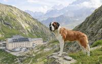 Why this barking Swiss attraction lures dog-lovers by the thousand