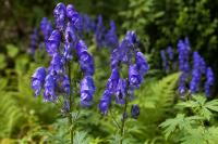 Two Deadly Flowers Hide Molecular Tricks That Could Help Scientists Develop Powerful New Medicines