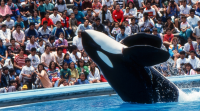 Netflix Sets Keiko ‘Free Willy’ Orca Documentary Amid Wave Of Mexican Projects