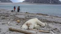 Person fined in Norway for waking up a polar bear with a ship’s siren