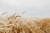 State Agriculture Commissioner Doug Goehring Expecting Lower Harvest