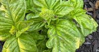 Gardening: How to deal with ash in your garden