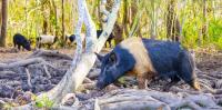Controlling wild pigs can work if it’s a group effort