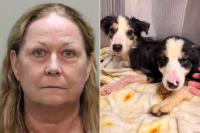 36 Border Collies Rescued from ‘Deplorable’ Florida Home as Woman Faces 72 Animal Cruelty Charges