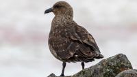 Tasmania confirms first case of deadly bird flu