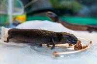 Pet trade show brings $12K reptile, new pet food trends to Las Vegas