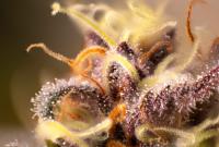 Curaleaf Will Benefit From Acquiring Aurora Cannabis And Increasing Its Operations
