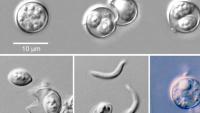 Cyclosporiasis cases up across Kansas, nearly steady for area counties