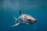 More Sharks Off New York’s Beaches, and Scientists Say That’s Good News