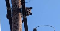 1 bear electrocuted by power pole in Colorado, 2nd rescued