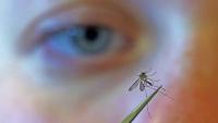 Greece reports 'significant' rise in West Nile virus cases with 9 dead