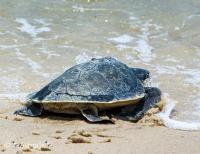 Share the Beach Confirms 89 Sea Turtle Nests on Alabama Shores So Far in 2026