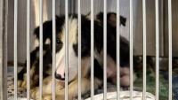 From ‘deplorable’ conditions to safety: 36 border collies recover after Florida rescue