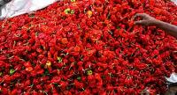 Giraudel farmer harvests more than 250 pounds of seasoning pepper under ministry programme