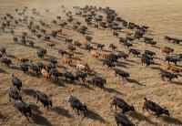Will the world’s drying lands get relief from COP17 in Mongolia?