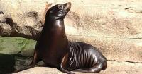 Sea Lion Splash canceled at Missouri State Fair after traffic accident