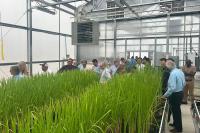 RiceTec opens new greenhouse in Texas