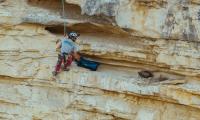 Hanging from a cliff to give Cyprus’ newest vulture a fighting chance (images)