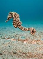 Ministry of Environment and Climate Change spots Seahorse inside Khor Al Adaid reserve