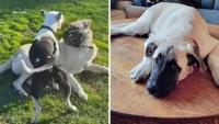 Bruce the dog update: Ventura County, California euthanizes Great Pyrenees mix after motion filed with U.S. Supreme Court