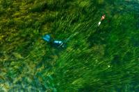 The race to save Maine’s seagrass meadows