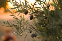Why olive farmers are struggling to survive amid an olive oil boom