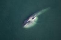 The Global Web of Subsea Cables That Connects the World Can Now Detect Whales—Even When They're Silent