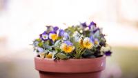 Gardeners should plant 5 flowers now for a colourful autumn
