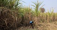 Sugarcane powers India’s rural economy but climate change is affecting yield