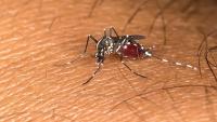 CDC Has Issued Its Only Active Zika Travel Notice, and It Is for One of Asia's Most Popular Vacation Islands