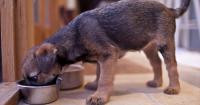 Dog food sold in 11 states recalled over salmonella contamination