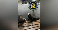 Truck carrying sea lions crashes in Boone County on the way to Missouri State Fair